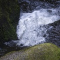 Wasserpferd