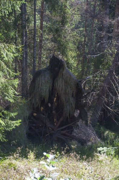 Wurzeltroll.jpg
