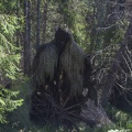 Wurzeltroll