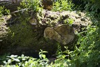 Gefallener Waldgott 02